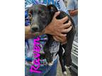 Adopt Raven a Black - with White Labrador Retriever / Pit Bull Terrier dog in