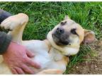 Adopt Willy a German Shepherd Dog dog in Portland, OR (41484914)