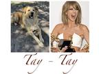 Adopt Taylor a Tan/Yellow/Fawn Chow Chow / Golden Retriever / Mixed dog in