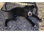 Adopt Major a Black - with White Boxer dog in Tucson, AZ (41484791)