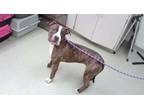 Adopt TRUDY a Boxer, Mixed Breed