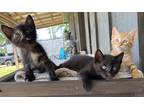 Adopt Kittens need a Home a Calico or Dilute Calico Calico / Mixed (short coat)