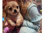 Pomeranian PUPPY FOR SALE ADN-790412 - Pomchi puppies ready for their forever