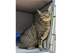 Adopt Patches a Brown Tabby Domestic Shorthair (short coat) cat in