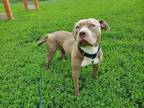 Adopt SIMONE a Pit Bull Terrier, Mixed Breed