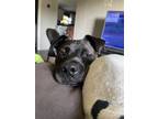 Adopt Baylie a Black - with White American Pit Bull Terrier / Mixed dog in Vale