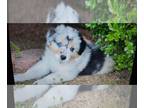 Australian Shepherd PUPPY FOR SALE ADN-790421 - Australian Shepard puppy