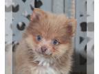 Pomeranian PUPPY FOR SALE ADN-790435 - Tasha Beautiful Toy Pomeranian