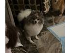 Adopt Pomeranian - Leighton a Pomeranian