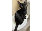 Adopt Cadette a All Black Domestic Shorthair / Mixed (short coat) cat in