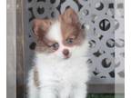 Pomeranian PUPPY FOR SALE ADN-790444 - Walter Handsome Pomeranian