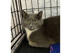 Adopt Stewart a Gray, Blue or Silver Tabby Domestic Mediumhair (medium coat) cat