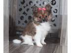 Pomeranian PUPPY FOR SALE ADN-790447 - Millie Beautiful Pomeranian