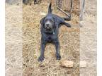 Labrador Retriever PUPPY FOR SALE ADN-790450 - Akc Labrador retriever