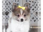 Pomeranian PUPPY FOR SALE ADN-790451 - Maggie Darling Toy Pomeranian