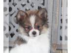 Pomeranian PUPPY FOR SALE ADN-790452 - Teddy Handsome Pomeranian