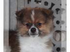 Pomeranian PUPPY FOR SALE ADN-790454 - Riley Handsome Pomeranian