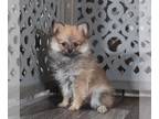 Pomeranian PUPPY FOR SALE ADN-790456 - Luna Stunning Pomeranian