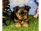 Morkie PUPPY FOR SALE ADN-790459 - Little Marco MEMORIAL WEEKEND SPECIAL