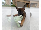 German Shepherd Dog PUPPY FOR SALE ADN-790464 - German shepherd
