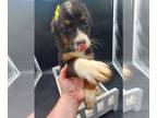 Sheprador PUPPY FOR SALE ADN-790465 - Aussie Lab puppies