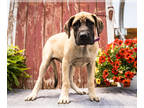 Mastiff PUPPY FOR SALE ADN-790474 - Mastiff puppies for sale Elkhart IN