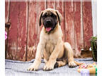 Mastiff PUPPY FOR SALE ADN-790476 - Mastiff puppies for sale Elkhart IN
