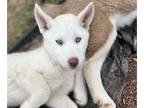 Siberian Husky PUPPY FOR SALE ADN-790483 - Siberian Husky