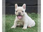 French Bulldog PUPPY FOR SALE ADN-790485 - AKC French Bulldog