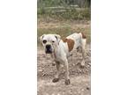 Adopt Ceres a White - with Tan, Yellow or Fawn Boxer / Mixed dog in Austin