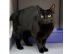Adopt Lucy a Black (Mostly) Domestic Shorthair (short coat) cat in