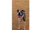Adopt Killua a White - with Brown or Chocolate American Pit Bull Terrier /