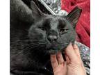 Adopt Steve a Black (Mostly) American Shorthair / Mixed (short coat) cat in