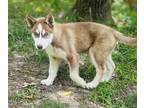 Siberian Husky PUPPY FOR SALE ADN-790514 - Siberian husky