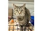 Adopt Lolli a Brown Tabby Domestic Shorthair (short coat) cat in Christiansburg