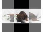 German Shepherd Dog PUPPY FOR SALE ADN-790536 - DDR litter born 4232024
