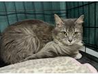 Adopt Daphne a Gray or Blue (Mostly) Domestic Longhair (long coat) cat in