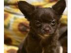 Chihuahua PUPPY FOR SALE ADN-790537 - Long haired Male Chihuahua