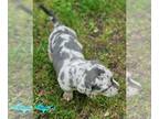 Catahoula Leopard Dog PUPPY FOR SALE ADN-790539 - Stella