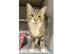 Adopt Lilly a Brown Tabby Domestic Shorthair (short coat) cat in Christiansburg