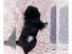Pomeranian PUPPY FOR SALE ADN-790553 - Pomeranian