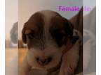 Jack Russell Terrier PUPPY FOR SALE ADN-790562 - Puppies for Sale
