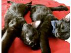 Adopt Fred and Barney a All Black American Shorthair / Mixed (short coat) cat in