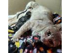 Adopt Faris a Domestic Shorthair / Mixed (short coat) cat in Peoria