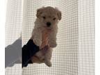 Maltipoo PUPPY FOR SALE ADN-790569 - Ace