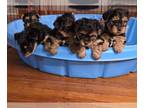 Yorkshire Terrier PUPPY FOR SALE ADN-790571 - Yorkies