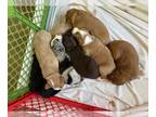 Australian Shepherd-Goldendoodle Mix PUPPY FOR SALE ADN-790583 - 7 Cute Puppies