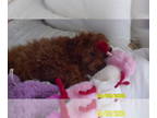 Poodle (Toy) PUPPY FOR SALE ADN-790584 - Poodle Puppy Male Red Purebred