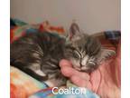 Adopt Coalton a Domestic Shorthair / Mixed (short coat) cat in Peoria