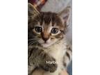 Adopt Marble a Spotted Tabby/Leopard Spotted Domestic Shorthair / Mixed cat in